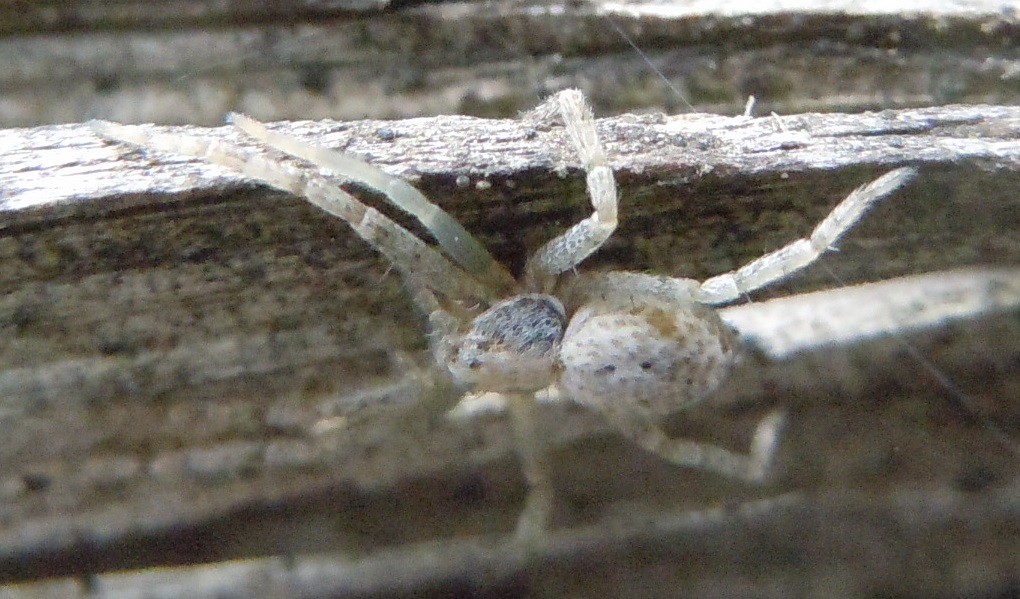 Philodromus sp.  - Pozzuoli (Na)